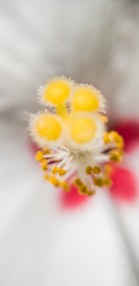 Лучше работы макросъемки Close-Up Photography Awards-2020