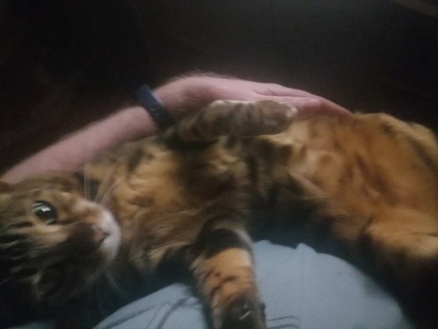 Моя красотка