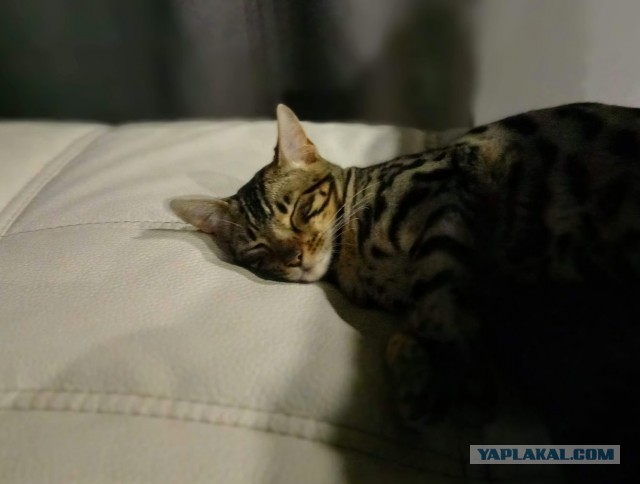 Моя красотка