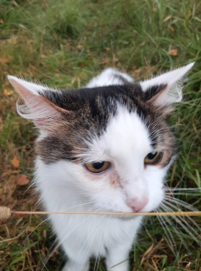 Котаны с забавным окрасом