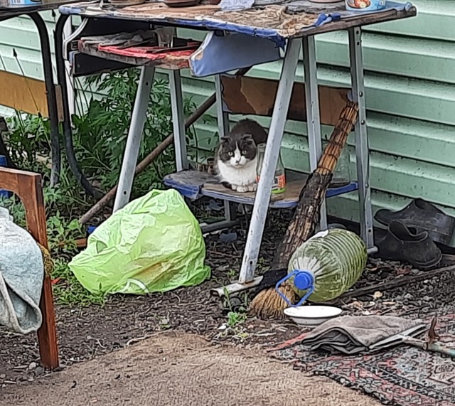 Кошкин день! Я, видимо первый.