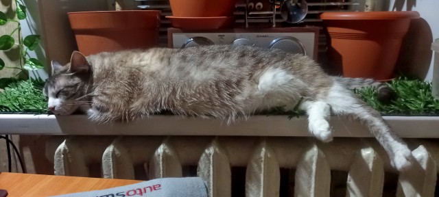 Коты в США