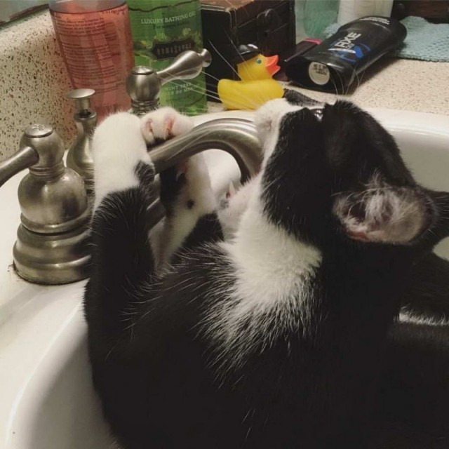 Разные котики