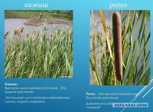А может вы не знали...