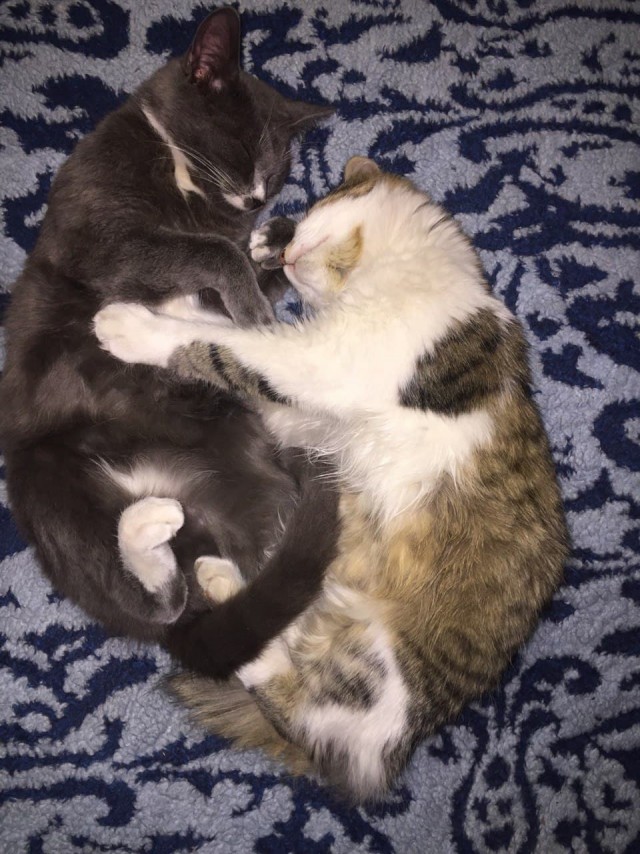 Последний котовторник лета