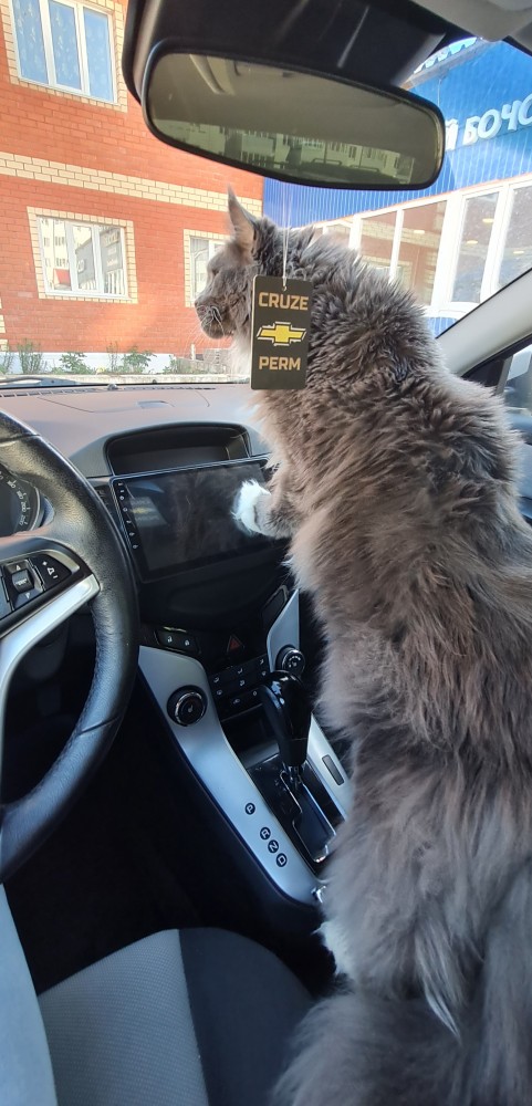 Солнце котовторника уже встало, Господа!