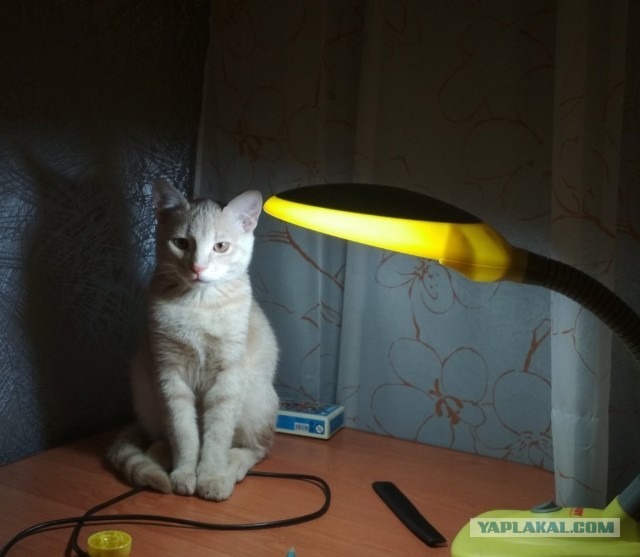 Первый котовторник 2022