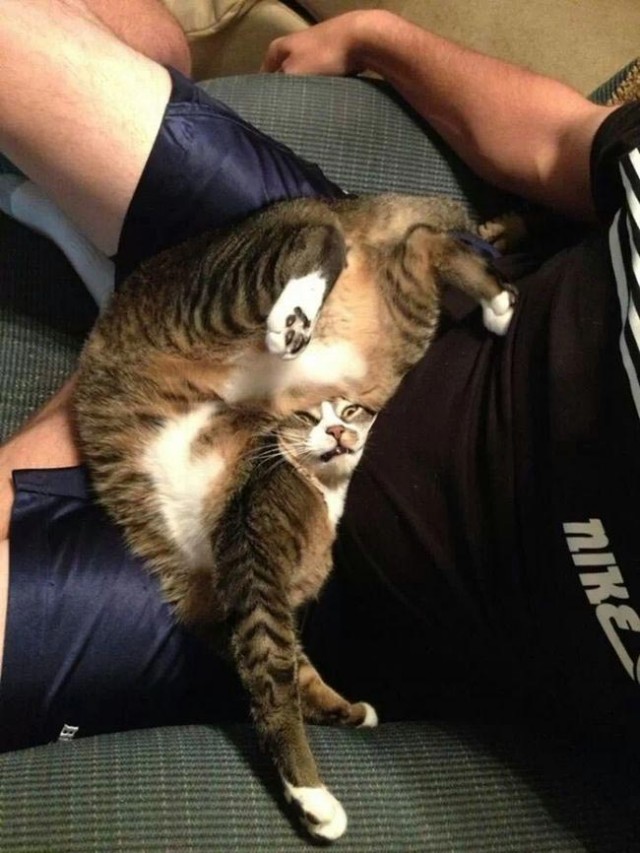 Забавные и милые котейки