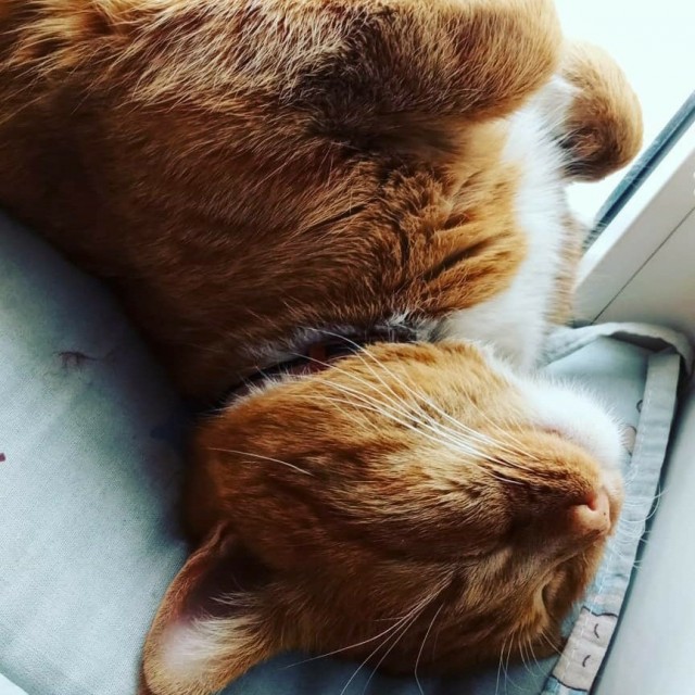 А ваши котейки че счас делают?