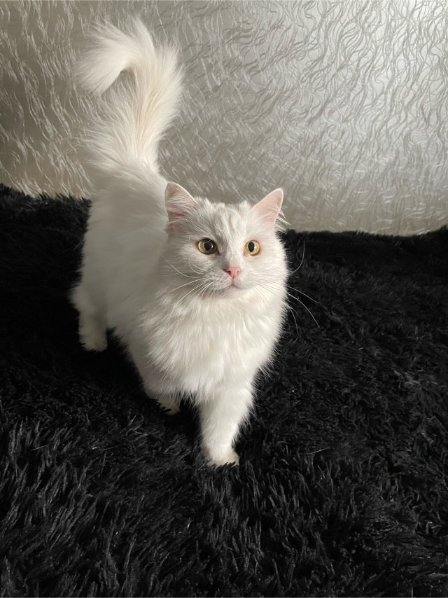 А это мой котан к котовторнику