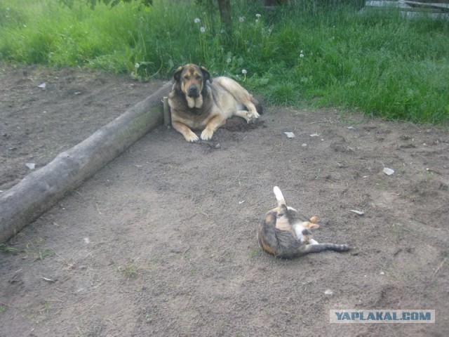 Жизнь домашнего приюта для котеек 397