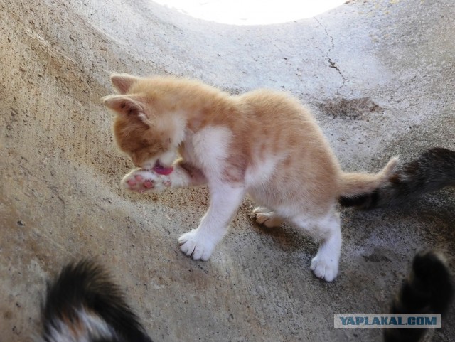 Котовторник. Немного сицилийских котов.
