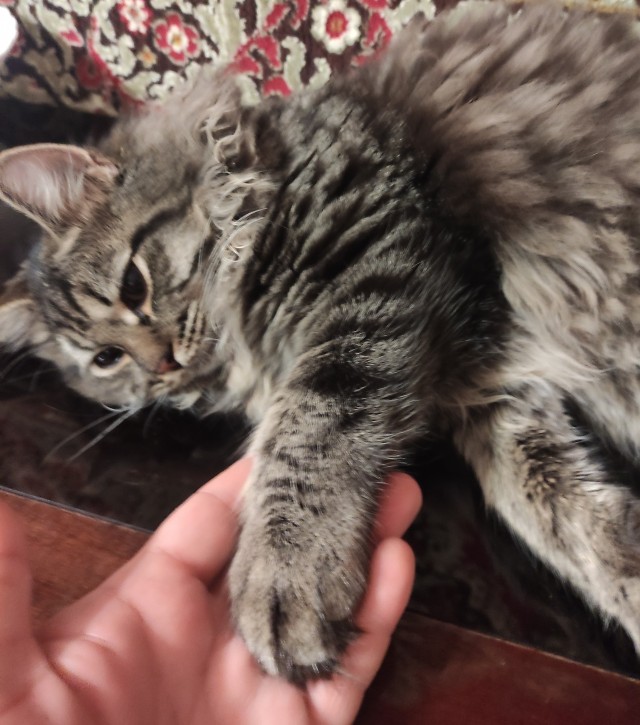 Котик с приюта