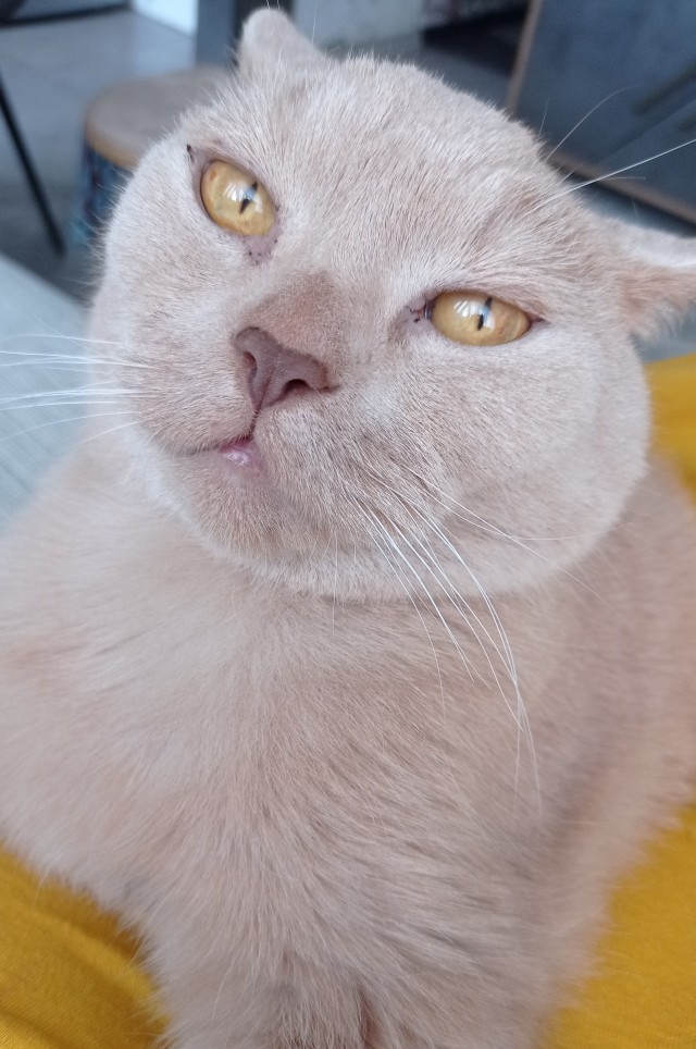 Котовторник 18.10.22
