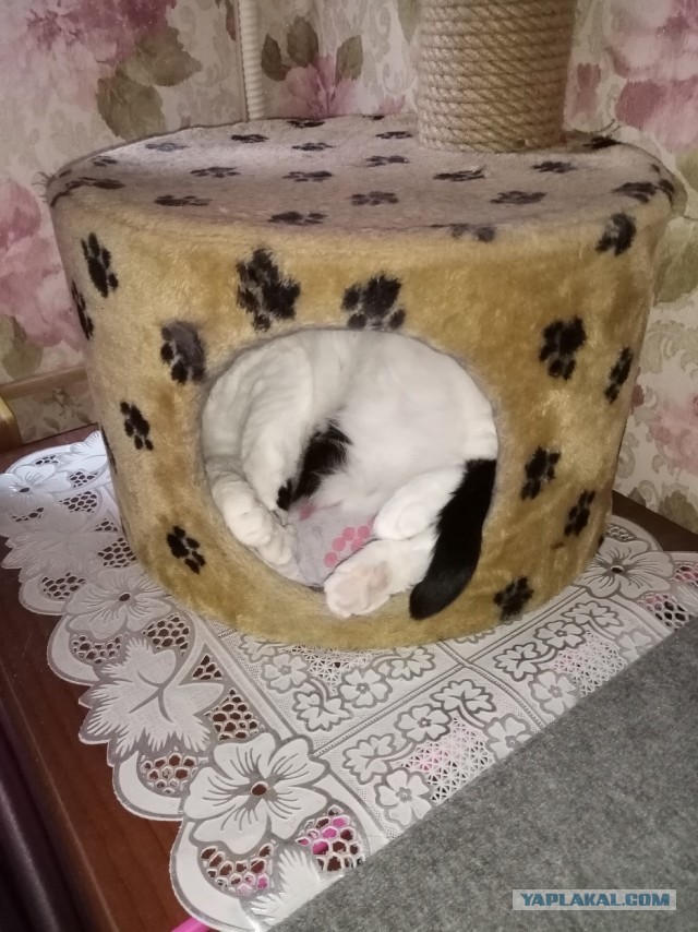 Сегодня всемирный день кошек!