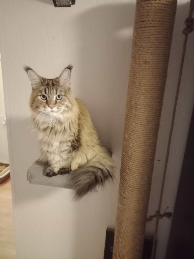 Котовторнику посвящается