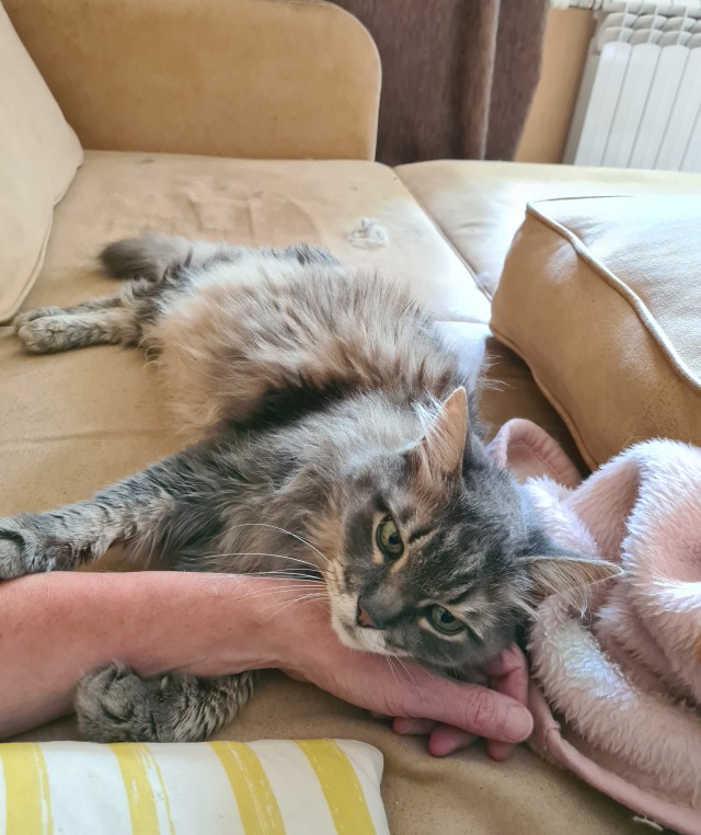 Котовторник! 16+ Коллеги-рабы, отмечаемся, у кого хозяину много лет!
