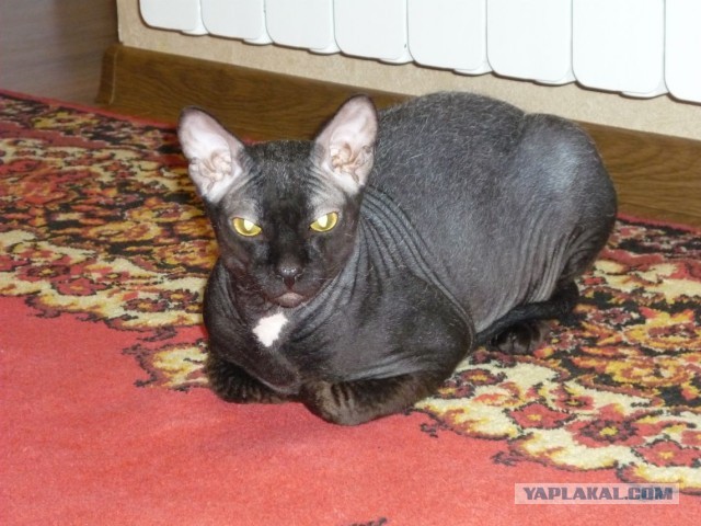 Котовторник 16.04.2013