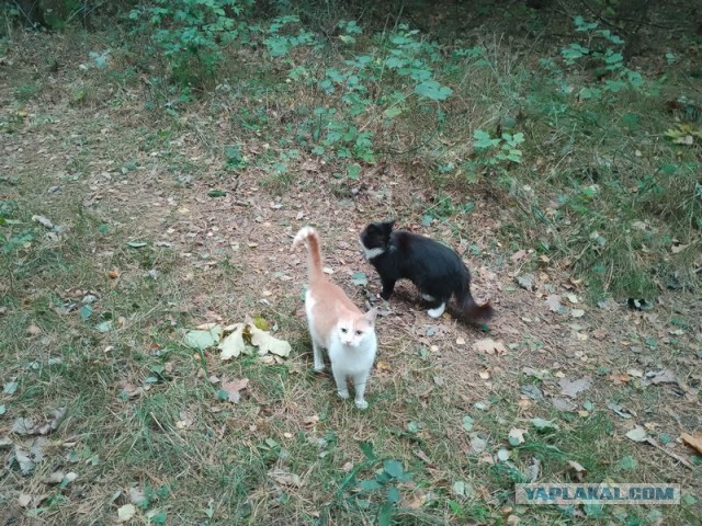 Жизнь домашнего приюта для котеек 465