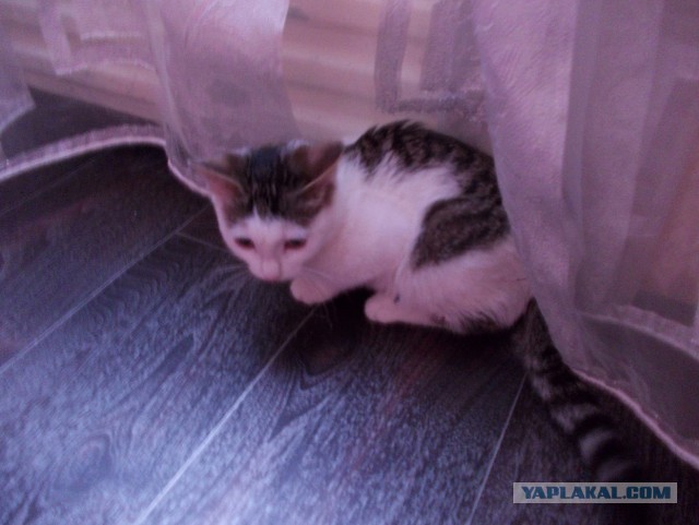 Котовторник 30.04.2013