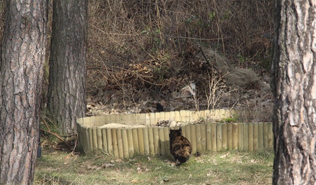 Котовторник  07.05.2013
