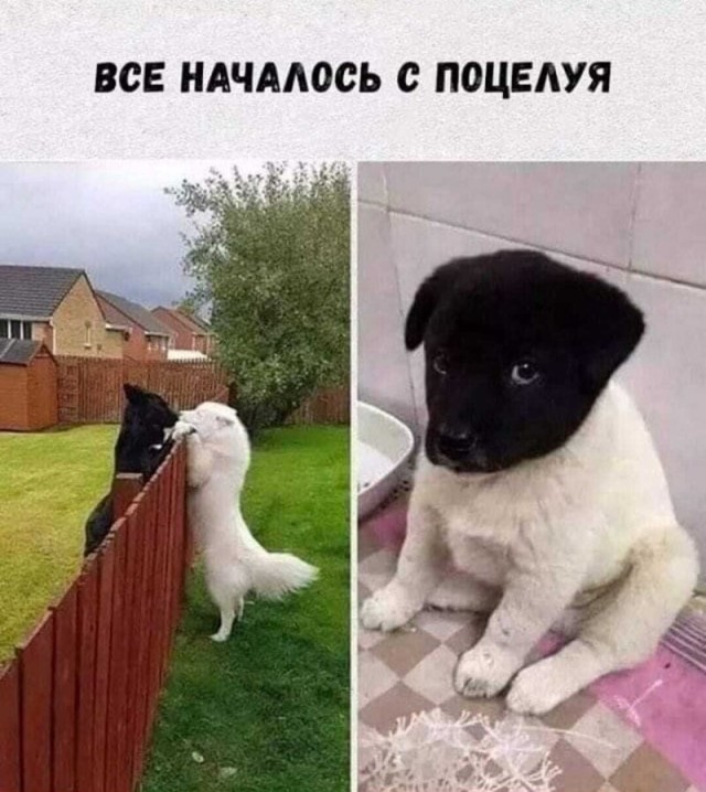 Очень возможно, что бабушка его согрешила с водолазом