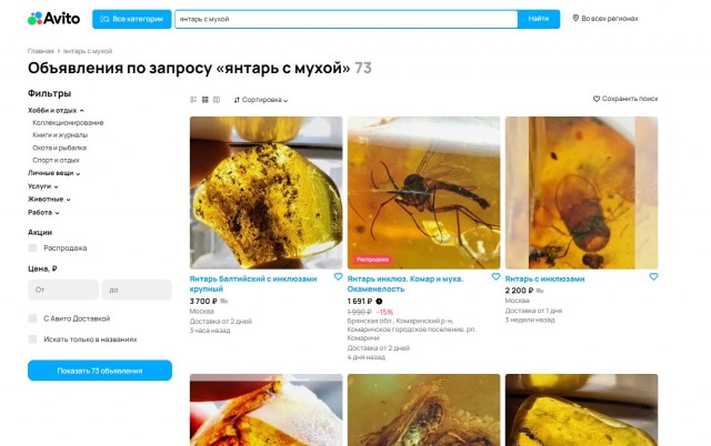 Школьник нашёл на берегу моря в Балтийске янтарь с древней осой