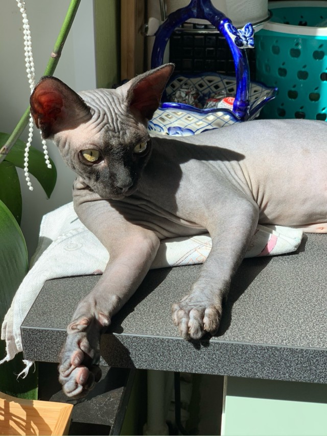 Котовторник!