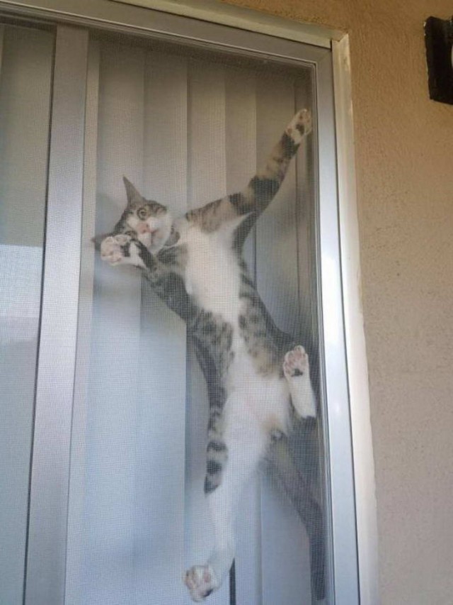 Котовтоник в картинках