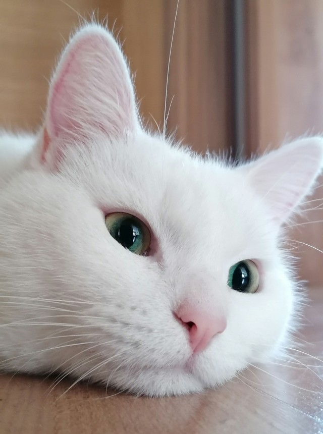 Котовторник, от мала до велика