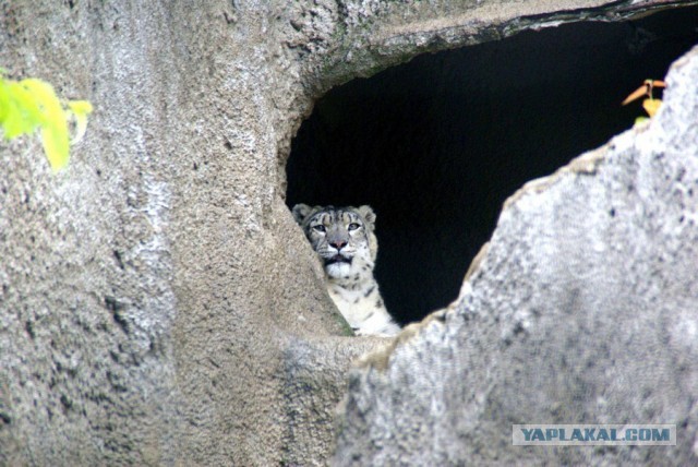 Котовторник 04.06.2013