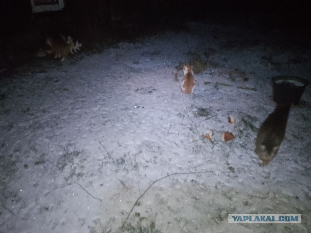 Жизнь домашнего приюта для котеек 524