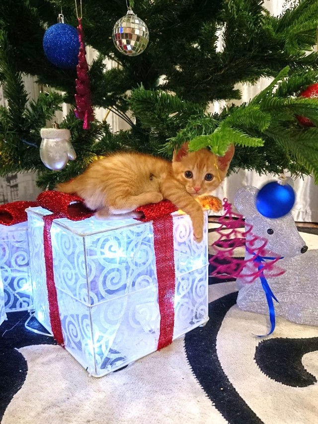 Котовторник