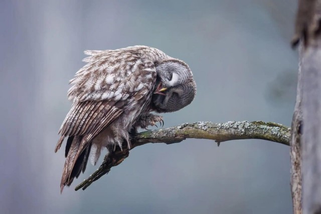 Самые забавные фото животных: опубликованы снимки конкурса The Nature Photography Contest 2024 в номинации «Юмор в природе»