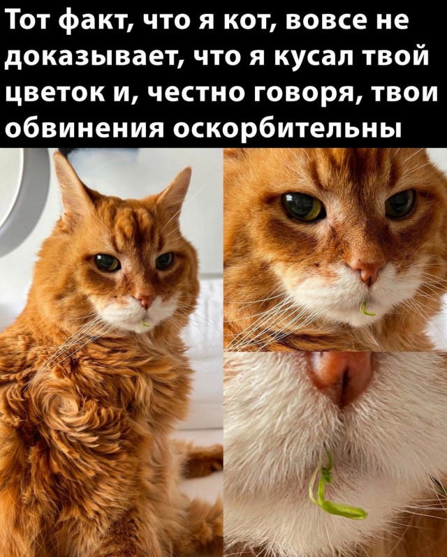 Сегодня четверг