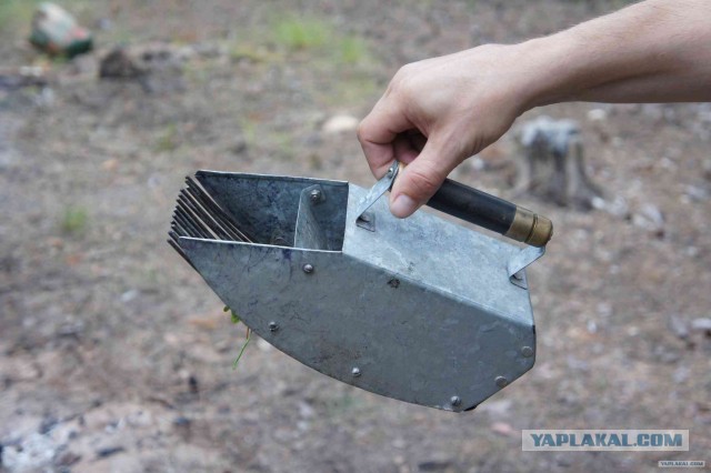 Сбор черники