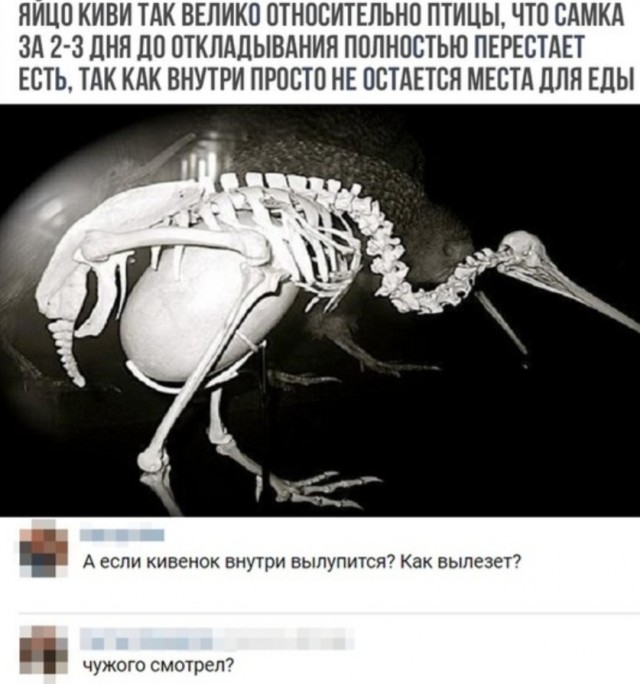 Занятные картинки с надписями и шашлыки на майские