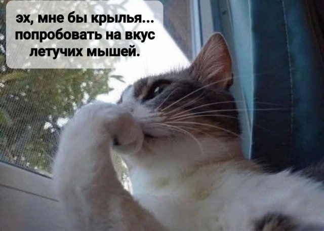 К котовторнику.