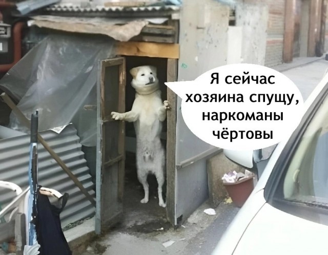 Веселые картинки в маленькую пятницу (11.06)