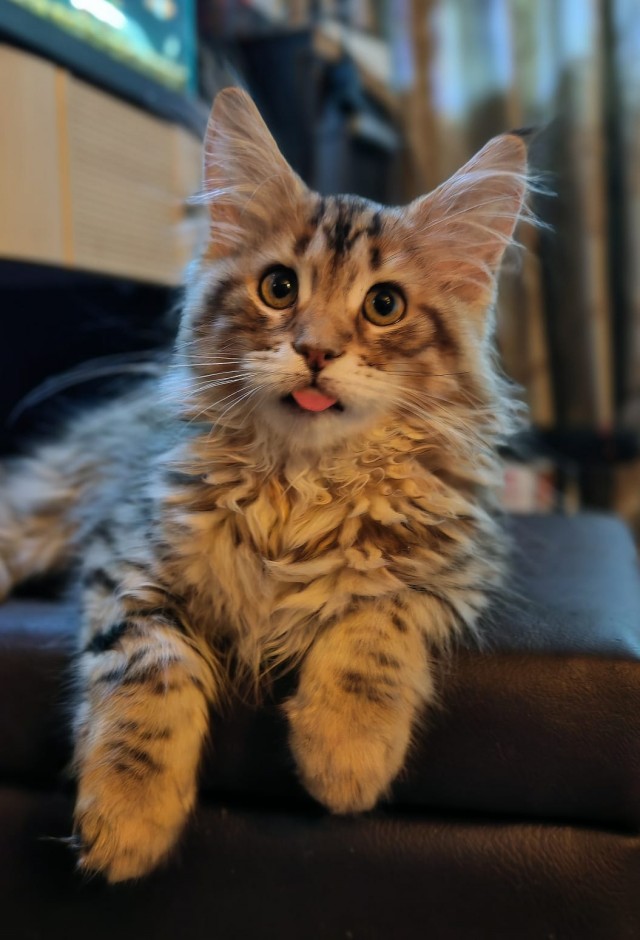 Котовторник