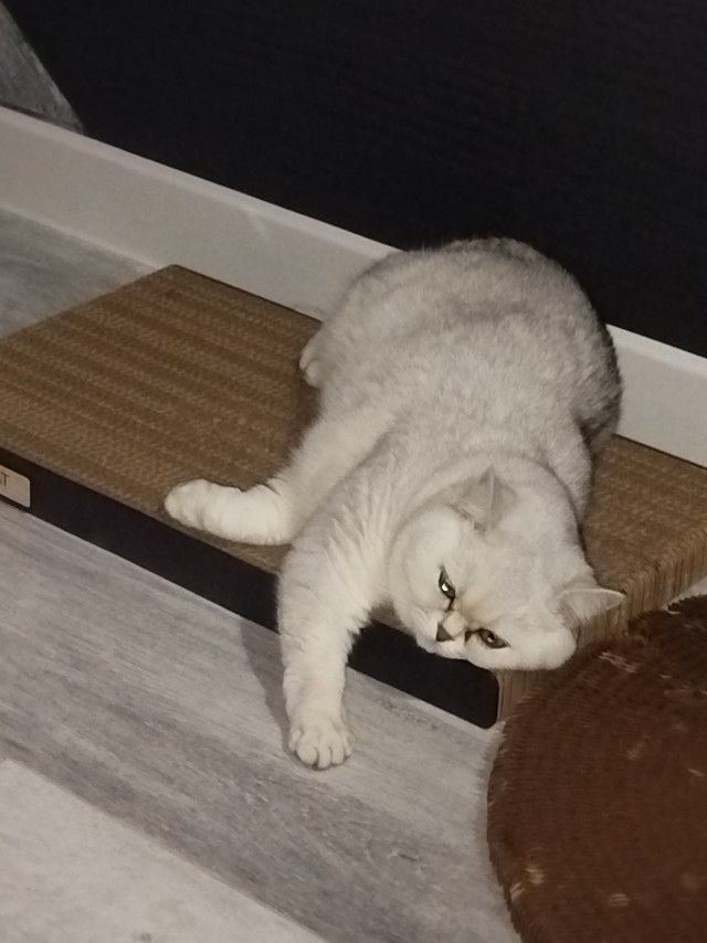 Принимайте в ряды которабов