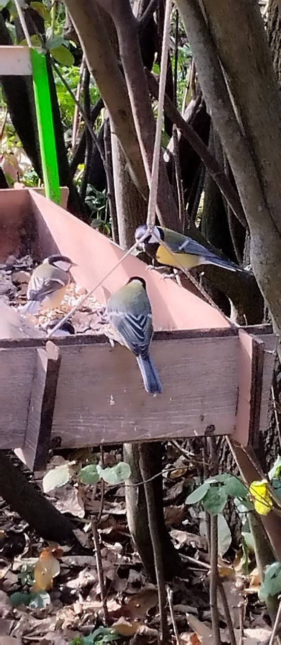 Ля ты крыса...