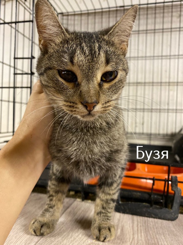 Жизнь домашнего приюта "Котоленд" 518