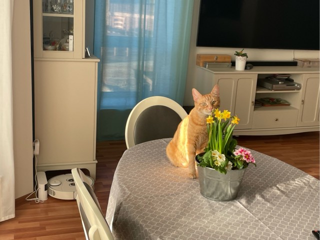 Котëнок-заморыш стал красивой кошкой