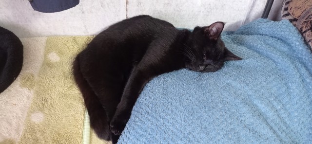А котовторник уже пришёл?