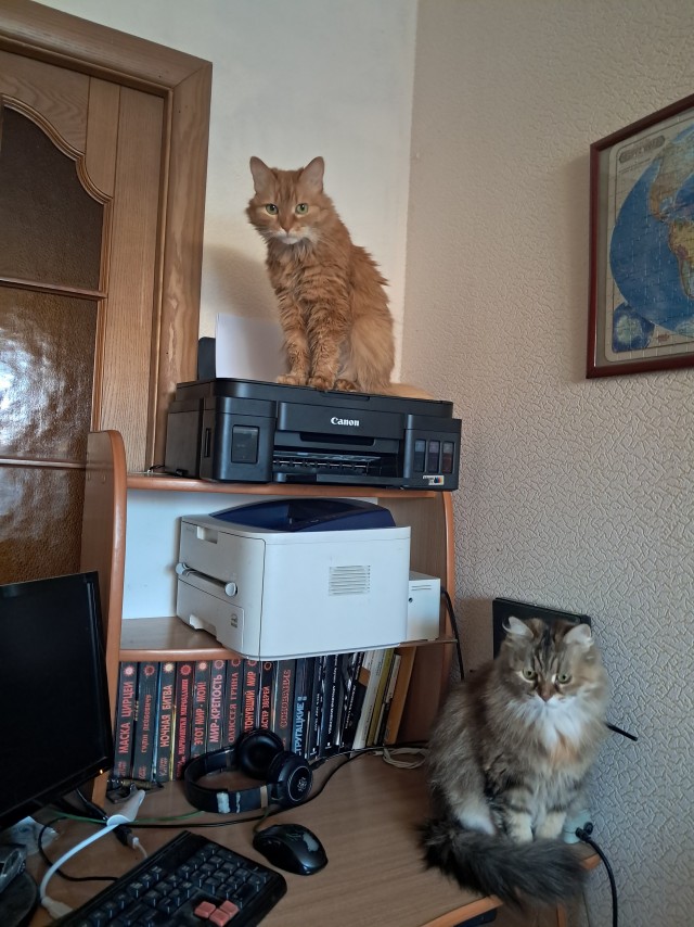 Сегодня праздник у кошки