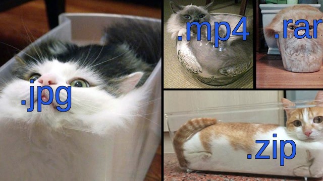 секрет кошачьей акробатики