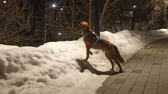 Собакочетверг. Разбавим темы про котов фотами своих питомцев