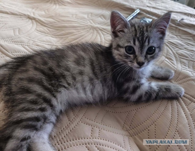 Стал которабом дважды