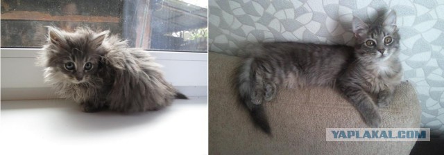 Коты и время